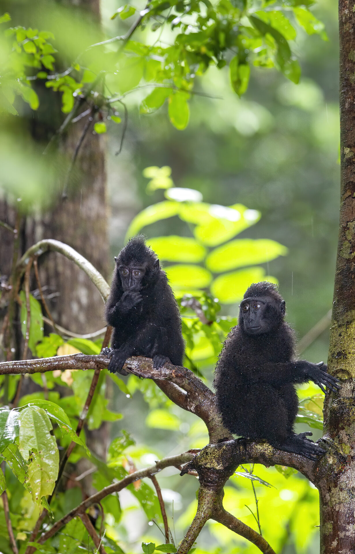 Celebes Crested Macaque, Sulawesi